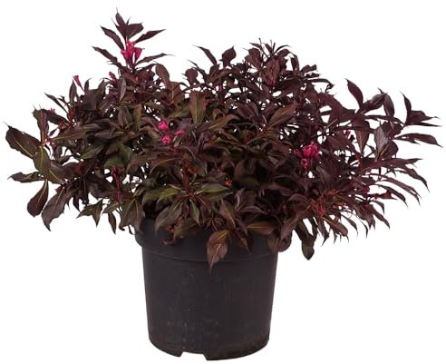 Weigelie 'Wine and Roses', Blütenstrauch, pflegeleicht, Gartenpflanze, Sommerblüher, rosa, attraktive Blätter, bienenfreundlich, winterhart