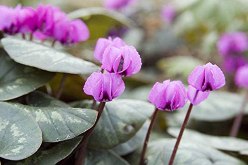 Autunno Bulbi Cyclamen Coum - Confezione da 3 ciclamino Bulbi:Seeds Only