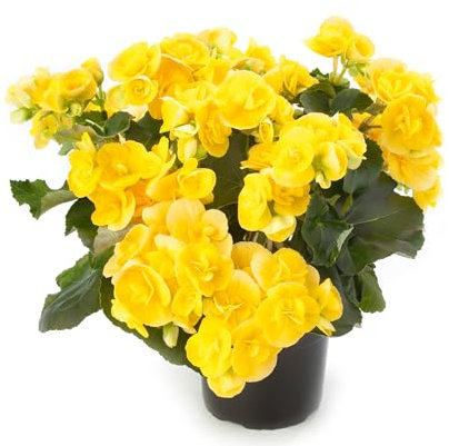 Begonia Sunbrero Yellow - 6 Starter Plants Beautiful Begonias - Vibrant Bedding Plants.Ready for pots or containers. Plants Online.Summer Garden