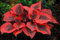 Bulbos Hosta perennes, brillantes a granel, plantación profesional para impresionantes exhibiciones de jardín, 4 bombillas, B