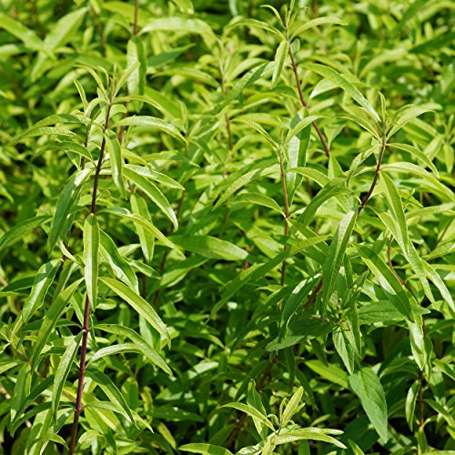 Blumixx Stauden Lippia citriodora - Zitronenverbene, im 0,5 Liter Topf, weiß blühend