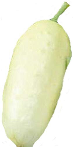 Gurken Samen - Sorte weisse Gurke (White Wonder)- alte Sorte (10 Samen)