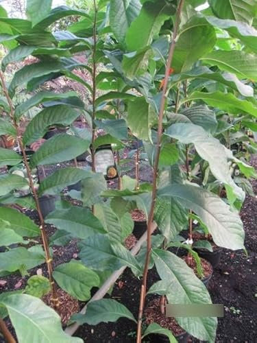 Asimina triloba Marias Joy - Indianerbanane Marias Joy Paw Paw