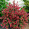 ginster pflanzen winterhart samen, immergrüne pflanzen winterhart, minigarten ginster samen baumsamen, bonsai samen indoor, bäume pflanzen winterharte kübelpflanzen, deko blumen 100pcs
