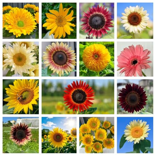 NULIYA 1000+ Pcs gemischte Sonnenblumensamen für die Bepflanzung, Paket von 15 verschiedenen Arten von Mix-Samen für die Anziehung von Bestäubern, große Gartenarbeit Geschenke (1 Pack)