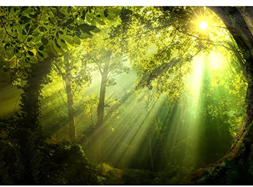 Runa Art Fototapeten 396 x 280 cm Wald Sonne - Vlies Wanddekoration Wohnzimmer Schlafzimmer - Deutsche Manufaktur - Grün 9102012a