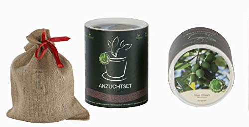 Seedeo Bonsai Geschenk - Set Ölbaum/Olive (Olea europea)