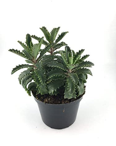 Kalanchoe Daigremontiana Planta Medicinal Una planta Viva con Propiedades Medicinales para tu Bienestar