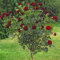 Pianta ROSA BREVETTATA BLACK BACCARA ®MEILLAND nera ad ALBERELLO vaso24 FOTO REALE AMDGarden