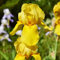Gelb Schwertlilien Zwiebeln-4 Blumenzwiebeln FrüHblüHer Zimmerpflanzen Balkon Iris Zwiebeln FrüHlingsblumen Geschenk Garten Schwertlilien Knollen Echte Pflanzen FüR Drinnen