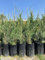 Cipresso di Leyland (Cupressocyparis leylandii), in fitocella - Pianta sempreverde