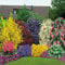 Whin Hill Nurseries SIX Pot Grown Hardy Garden Ready Plants, Evergreen Flowering Hardy Border shrubs. Ready to Plant, Assorted
