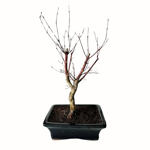Bonsai DE - Bonsai baum Japanischer Fächerahorn - Acer (Ahorn) bonsai bäume/Japanische Ahorne/baum ist 25-30 cm hoch (Deshojo P20 Rot)