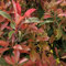 30 pcs Glanzmispel Samen, bonsaibaum, pflanzen züchten Photinia Fraseri - Heckenpflanzen geschenke für gartenliebhaber pflanzen deko, pflanzen züchten balkonpflanzen bio saatgut schnellwachsende