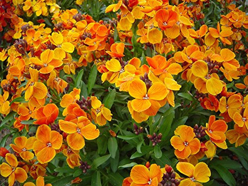 100 Graines de Giroflée Jaune, or (Cheiranthus Cheiri)