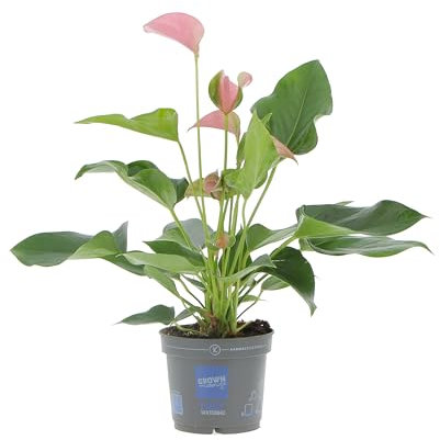 KENTIS - Anthurium Rosa - Piante da Interno Vere Purifica Aria - Pianta da Appartamento Fiorita - Piante Ornamentali - H 35-45 cm Vaso Ø 12 cm
