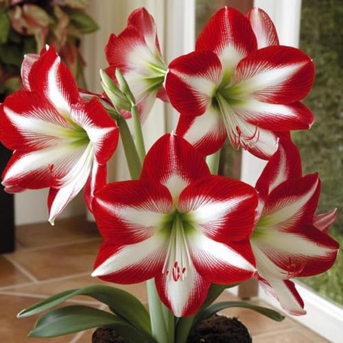 Amaryllis-Pflanztopf, Geeignet FüR AnfäNger, Staudenbepflanzung -3 bulbs-A