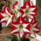 Amaryllis-Pflanztopf, Geeignet FüR AnfäNger, Staudenbepflanzung -3 bulbs-A
