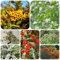 300 pcs Feuerdorn Pflanze Winterhart Samen, zimmerpflanze samen balkon Pyracantha fortuneana, bäume kaufen nachhaltige geschenke für frauen säulenobstbäume hochbeet balkon exotische
