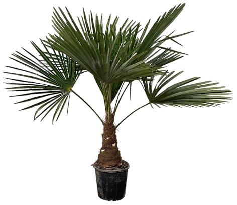 Trendyplants - Trachycarpus Fortuneii - Palmier chinois - Hauteur 90-110 cm - Résistant à l'hiver - Plante de jardin - Taille du pot Ø21cm