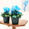 POWERS TO FLOWERS - CICLAMINO COLOR LIFE BLU, 3 PIANTE, VASO 12CM DIAMETRO, piante vere