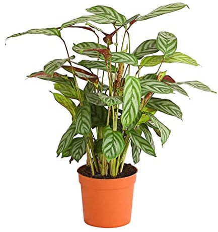 Dehner Korbmarante Compactstar, Calathea, farbiges Laub, 35-45 cm, Ø Topf 12 cm, Zimmerpflanze