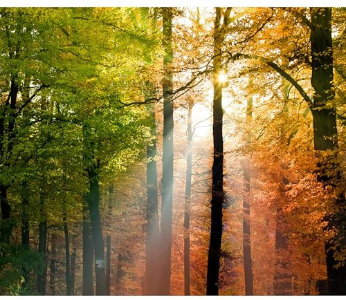 decomonkey - Papier Peint Panoramique Foret 350x256 cm - Décoration murale moderne – Tapisserie décorative pour chambre salon - Des arbres automne paysage forêt feuilles nature