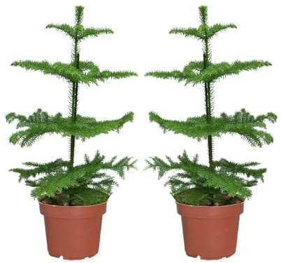 2x Kleine Zimmer Tanne echt 30-40 cm - kleine Zimmertannen Araucaria heterophylla - als winterliche Zimmerdeko, ungiftig & pflegeleicht, heller Standort - Green Me Up