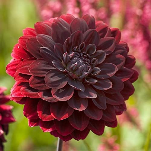 Dahlie Arabian Night | 1 Stück | Knolle | Schnittblume | Rot | Schwarz | 100% Blütegarantie | QFB Gardening