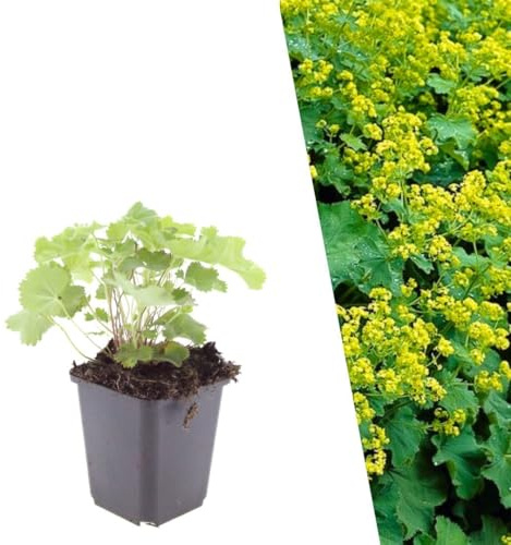 Plants by Frank Alchemilla Mollis, 48 plantes d’alchémille, Ø 9 cm