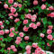 Brandneu! 1 Packung, 300 Samen/Pack, Seltene Rosa Climbing-Rosen-Samen, sehr schön Zier Klettern Blumen