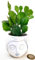 OPUNTIA BRASILIENSIS, FICO D'INDIA MICRO IN VASO CERAMICA SIGNORINA, IDEALE PER SCRIVANIA, piante vere