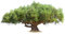 Olivenbaum (Olea Europea) -10 Samen-Echter Ölbaum-Bonsai geeignet-