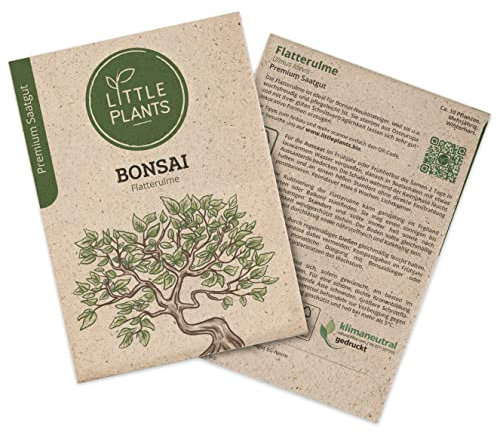 Bonsai Samen Flatterulme, 10 Bonsaisamen, hohe Keimrate von Little Plants, Wunderschöner Bonsai zur eigenen Anzucht, Nachhaltig Verpackt