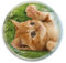 Deluxebase Magnidome Kitten Fridge Magnet – Crystal Glass Dome Animal Magnets for Fridges, Decorative Strong Magnet for Kitchen Accessories, Novelty Gifts and Cute Home Decor.