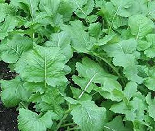 Rapa, Semi Sette CIMA di Rapa, organico, Non OGM, 200 Semi per Pacchetto