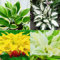 Funkien zwiebeln,Winterharte,hosta plantaginea,hosta pflanzen,funkien knollen,funkien pflanze winterhart,funkien rhizome,funkien hosta,funkien kaufen,hosta pflanze winterhart.-8zwiebeln-greenA