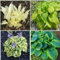 Funkien zwiebeln,Winterharte mehrjährig,Dekorative Blumen,Hosta plantaginea,funkien Knollen,funkien pflanze,funkien Rhizome,funkien hosta,funkien kaufen,hosta pflanze winterhart.-4zwiebeln-greenD
