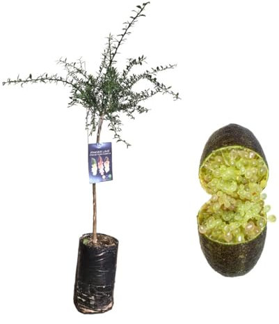 Pianta di Finger Lime/Caviale di limone - Frutto Verde - Citrus Australasica - H100cm inclusa Fitocella