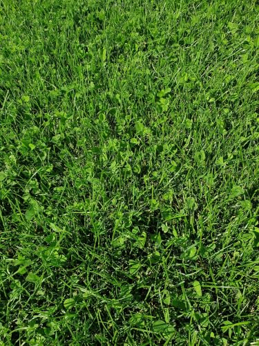 Kiepenkerl Naturrasen mit Mikroklee 10 kg - Belastbarer Rasensamen | Naturnahe, belastbare Rasenmischung mit Mikroklee & Kräutern für Spielplätze, Liegewiesen & Parkflächen. 10 kg Beutel.