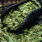 Estragonsamen - Aromatische Pflanzen Aromatische Kräutersamen - Aromatische Kräuter im Topf Aromatische Pflanzensamen zum Pflanzen von Hochzeitsbevorz 150 Stück