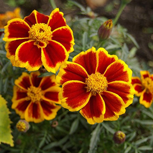 Ringelblume rot Marietta Samen - Tagetes Glockenblume Nana
