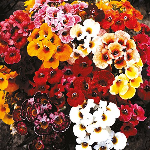 Nemesia-Carnival-Mixture-half-hardy-annual-bedding-plants-6000-Seeds 1g by Pretty Wild Seeds