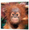 3D LiveLife Grußkarte - Baby Orang-Utan von Deluxebase. Bunte Affen Lentikular 3D-Karte für jeden Anlass und jedes Alter. Originalvorlage lizenziert von dem bekannten Künstler David Penfound