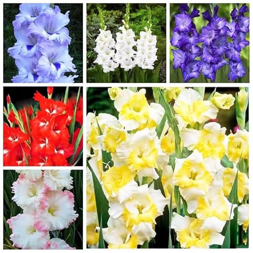 12 bulbi di gladiolo perenne dura invernale - serie di piante rare - mix di bulbi da fiore piante da giardino a precoce erbe da giardino aiuola rialzata fiori decorativi da