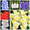 12 bulbi di gladiolo perenne dura invernale - serie di piante rare - mix di bulbi da fiore piante da giardino a precoce erbe da giardino aiuola rialzata fiori decorativi da