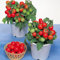 Semillas de Tomate Cherry Red Robin - Tomate Cereza Tradicional Micro Enano Cherry Semillas Hortícolas