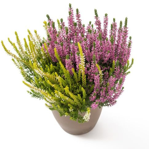 Semillas resistentes al brezo, semillas de bonsái, planta de balcón Erica carnea, plantas de brezo de invierno, plantas de otoño floración resistente semillas orgánicas, semillas 150pcs