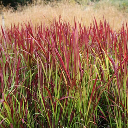 1 X IMPERATA 'RED Baron' COGON Grass DECIDUOUS Shrub Hardy Garden Plant in Pot