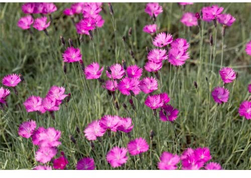 Dianthus gratianop.'Feuerhexe' - Garten-Pfingst-Nelke 'Feuerhexe' - 9cm Topf